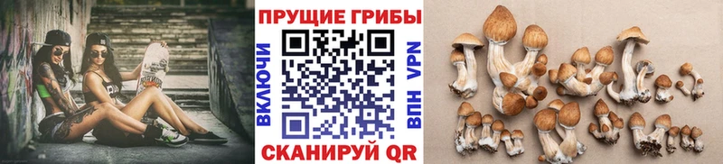 Галлюциногенные грибы Psilocybe  наркошоп  blacksprut онион  Заринск 